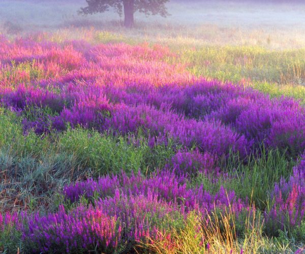 purple meadow view